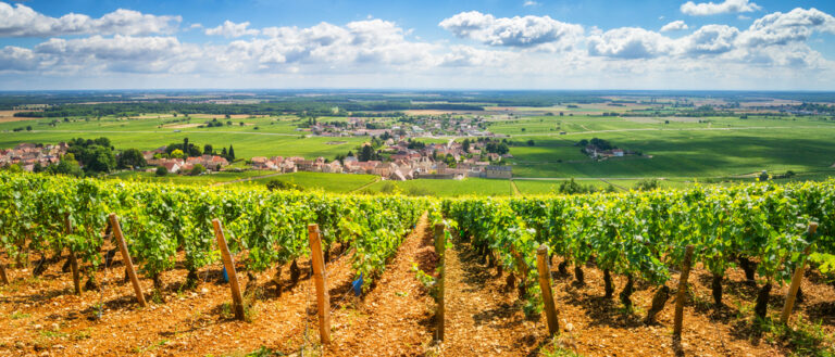 Vineyards,Of,Burgundy,,France