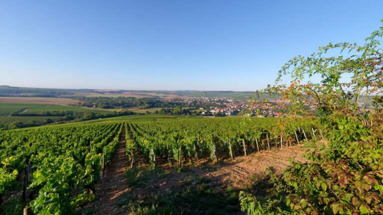 Vineyards,In,The,Hill,Of,The,And,Chablis,Village