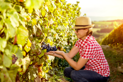 Woman,In,Vineyard,Harvesting,Grapes