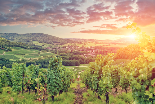 Panorama,Of,Burgundy,Vineyards,