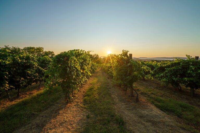 meilleurs vignobles