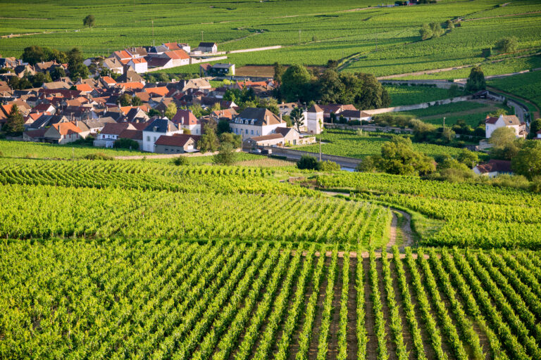 Vineyard