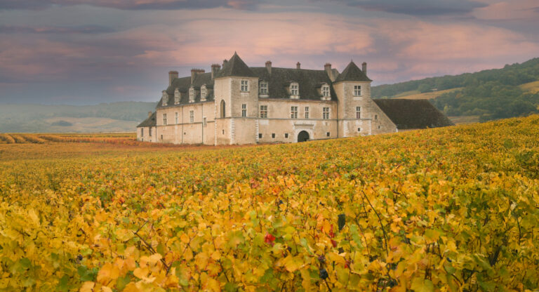 Burgundy vineyards
