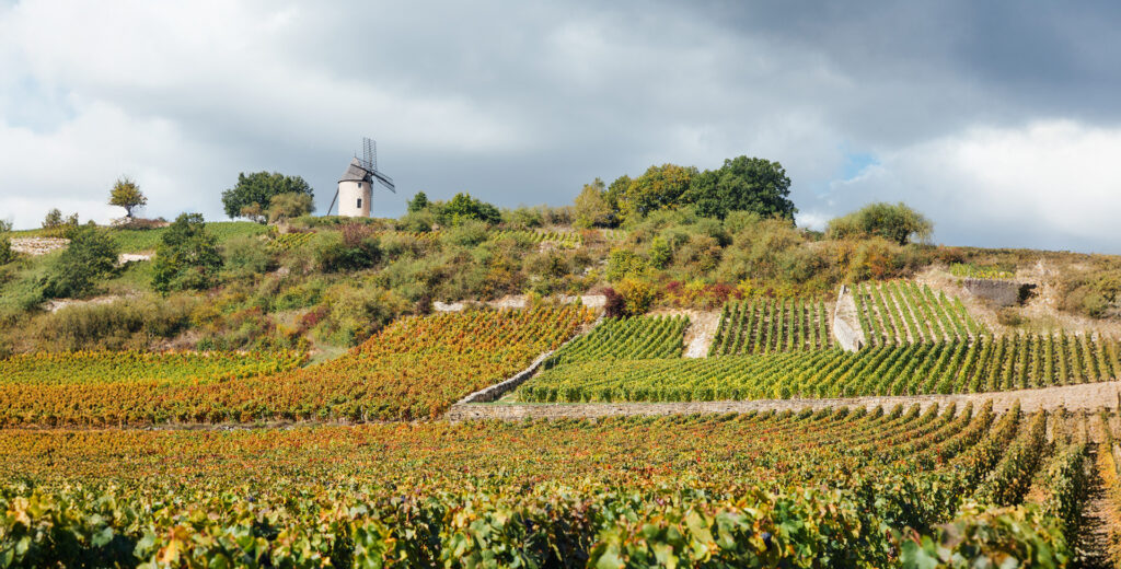 Côte de Nuits & Beaune